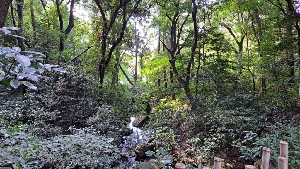 In the forest of Meiji Jingu Shrine