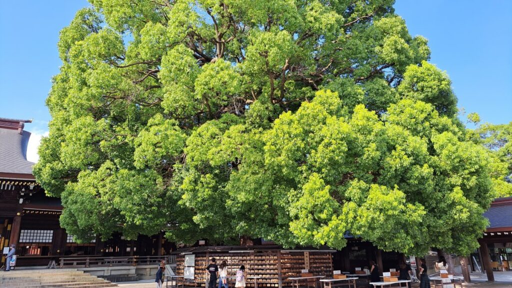 Size of the tree