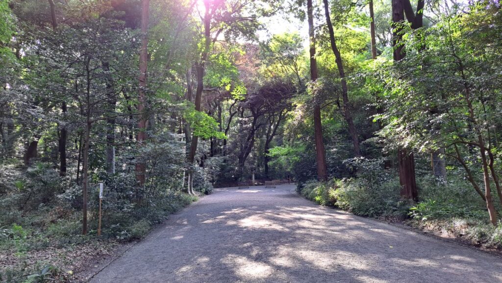 A road forming a tunnel of trees