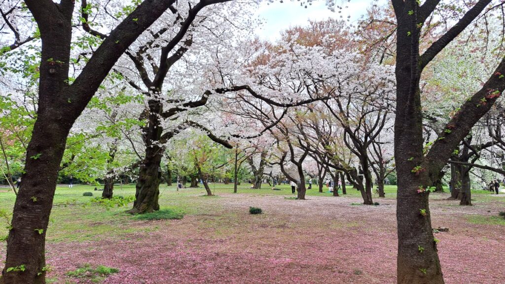 The cherry blossom carpet and cherry blossom tunnel at Shinjuku Gyoen