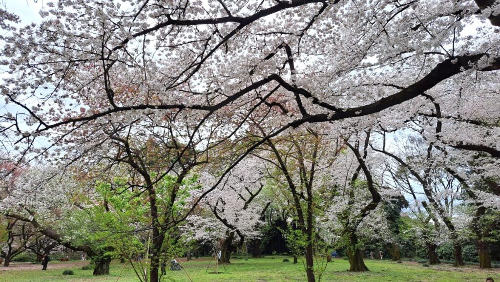 Cherry blossoms in full bloom overhead