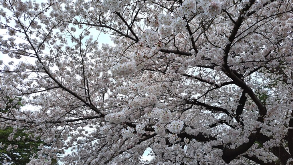 Cherry blossoms in full bloom
