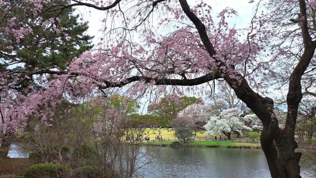 The combination of cherry blossoms and the pond