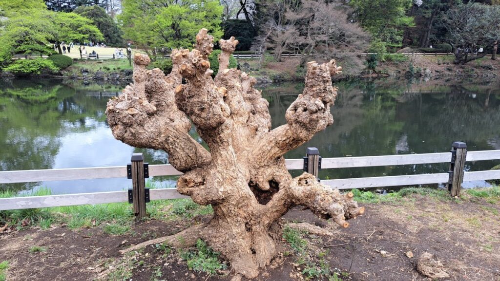 This tree, what kind of tree? A tree that piques my curiosity... ♪