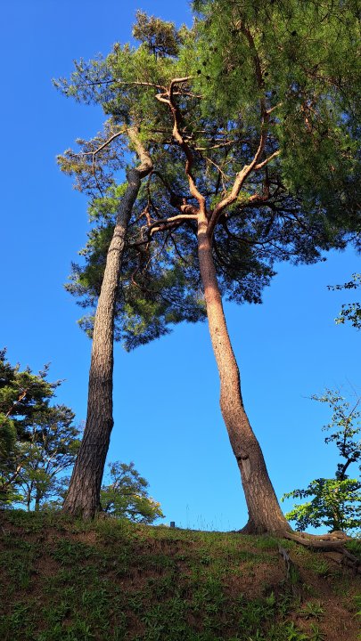 A tree stretching high toward the sky