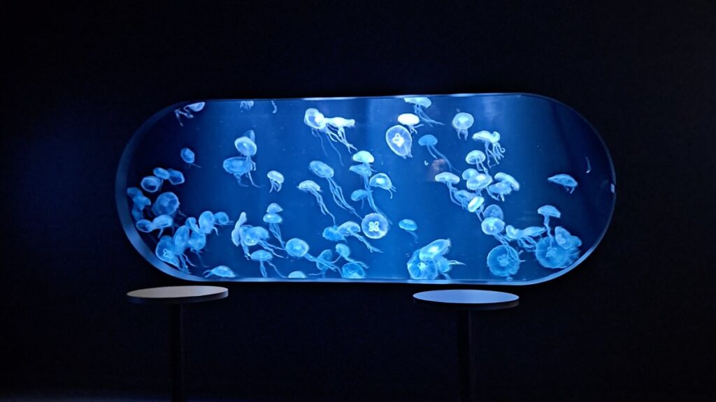 A magical spectacle of jellyfish