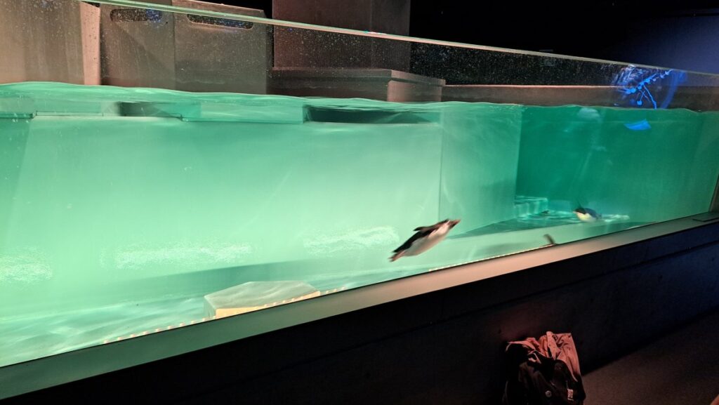 Swimming penguins