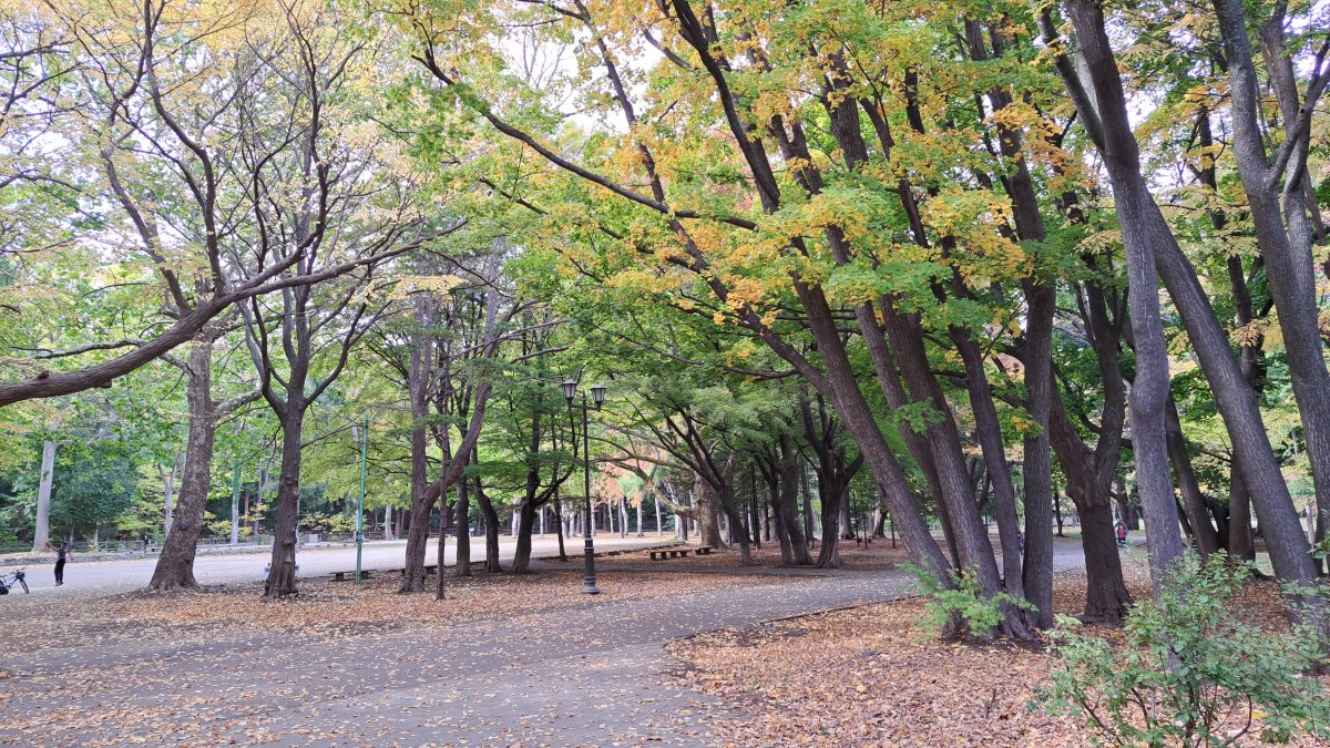 When strolling through the trees within Maruyama Park grounds