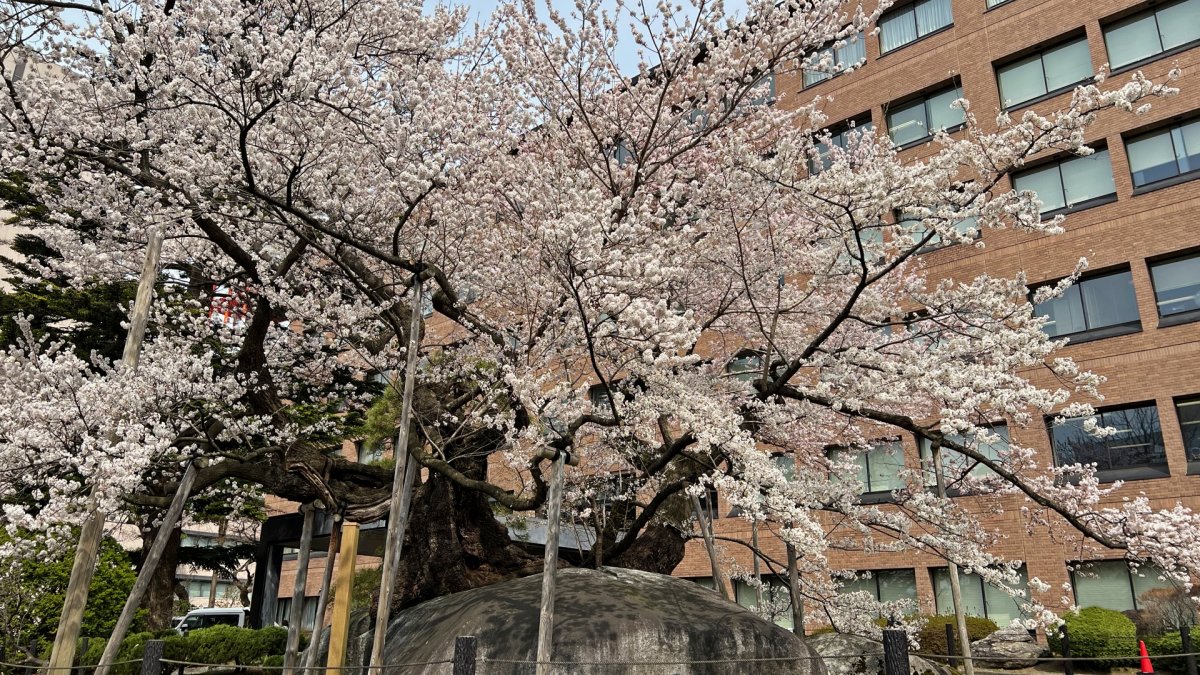 Morioka District Court "Ishiwari-zakura" (Rock-Splitting Cherry Tree)