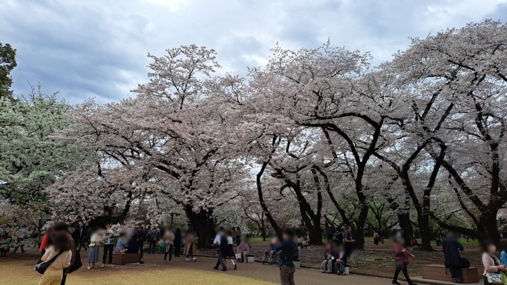 The state of the cherry blossoms at Shinjuku Gyoen