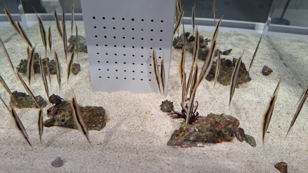 This fish is characterized primarily by its habit of swimming vertically, head-down.