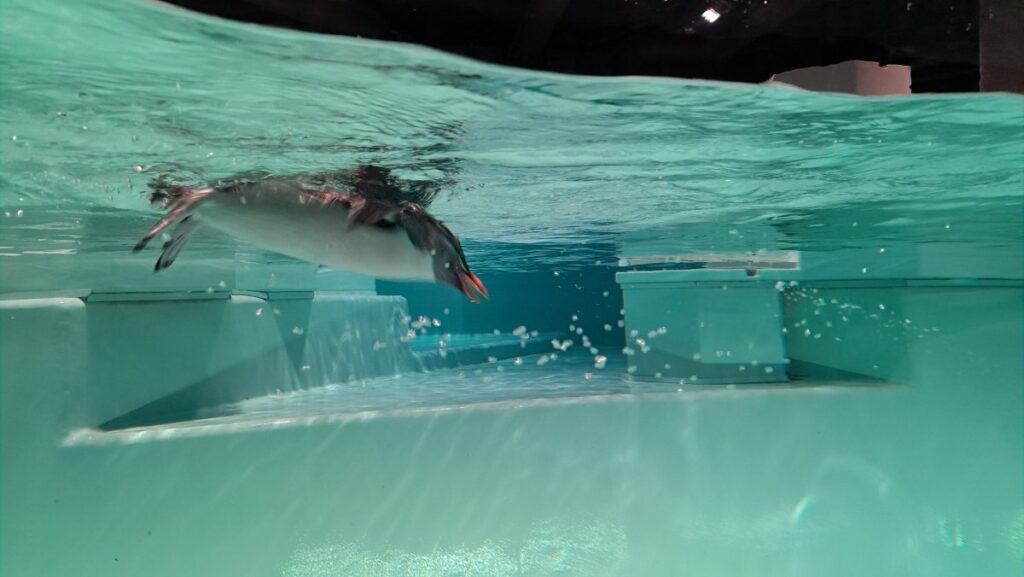 A penguin swimming in the tank.