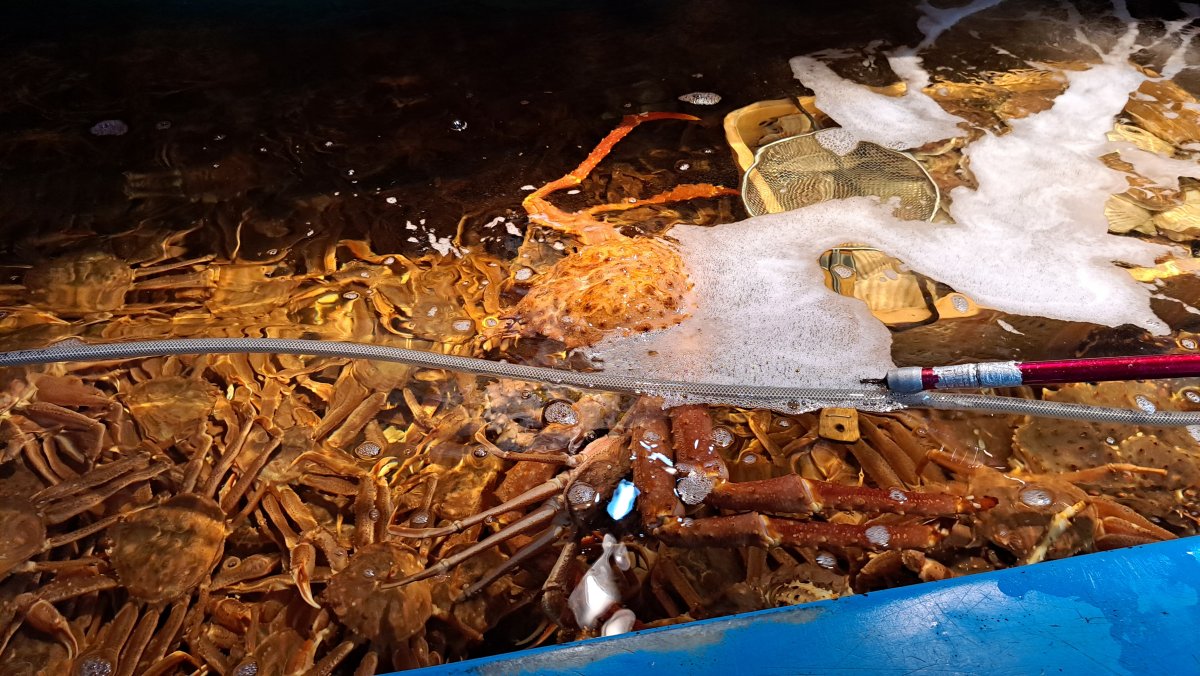 A huge fish tank, crabs, and more.
