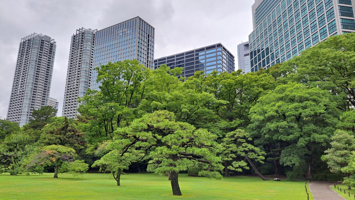 A juxtaposition of the high-rise buildings in Hamamatsucho and Shiodome with the lush green trees of the Japanese garden.