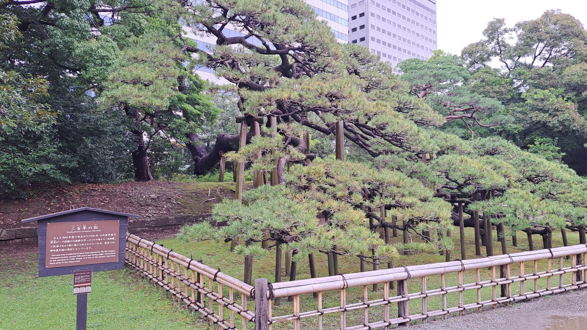 The 300-Year-Old Pine Tree
