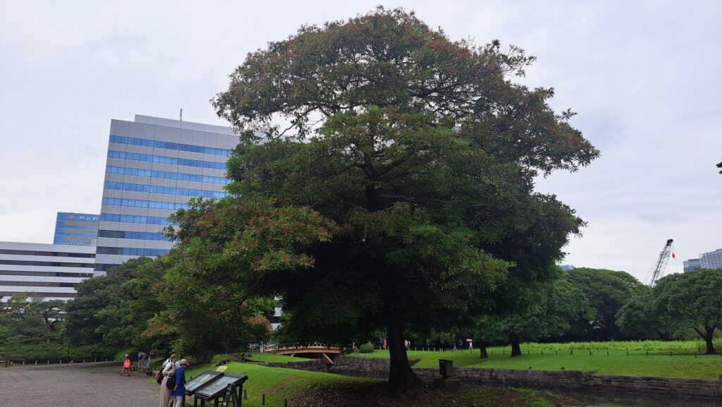 A large tree located just inside the entrance of the Hama-rikyu Gardens.