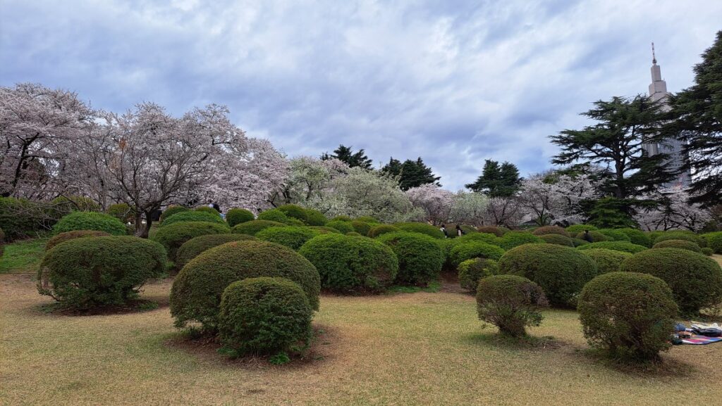 新宿御苑の日本庭園の桜