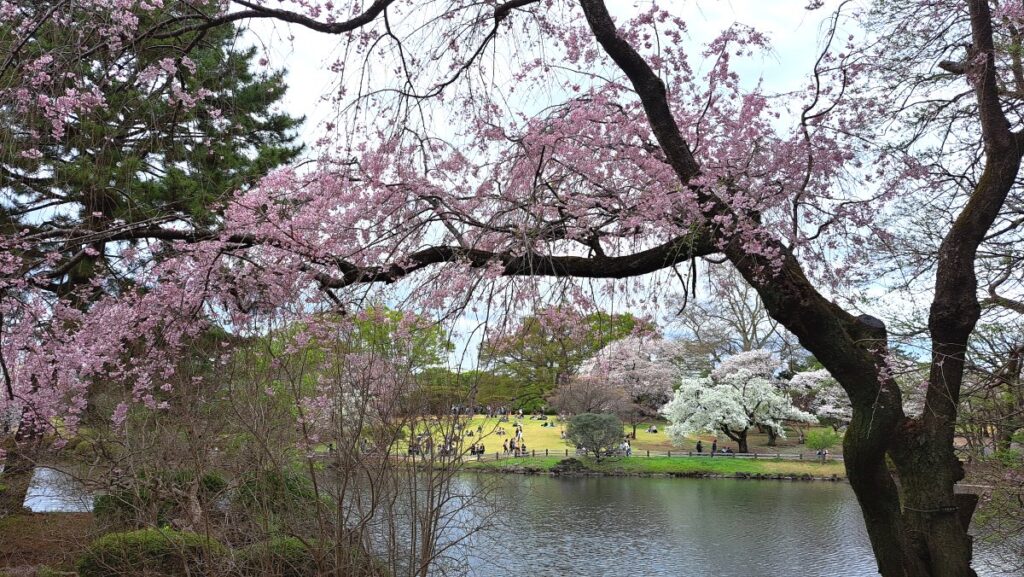 桜と池のコラボレーション