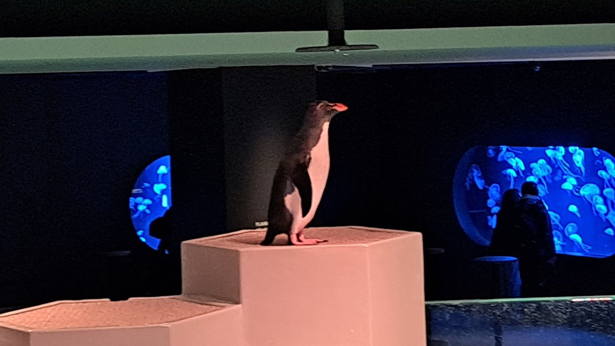 狸小路 AOAO 水族館のペンギン