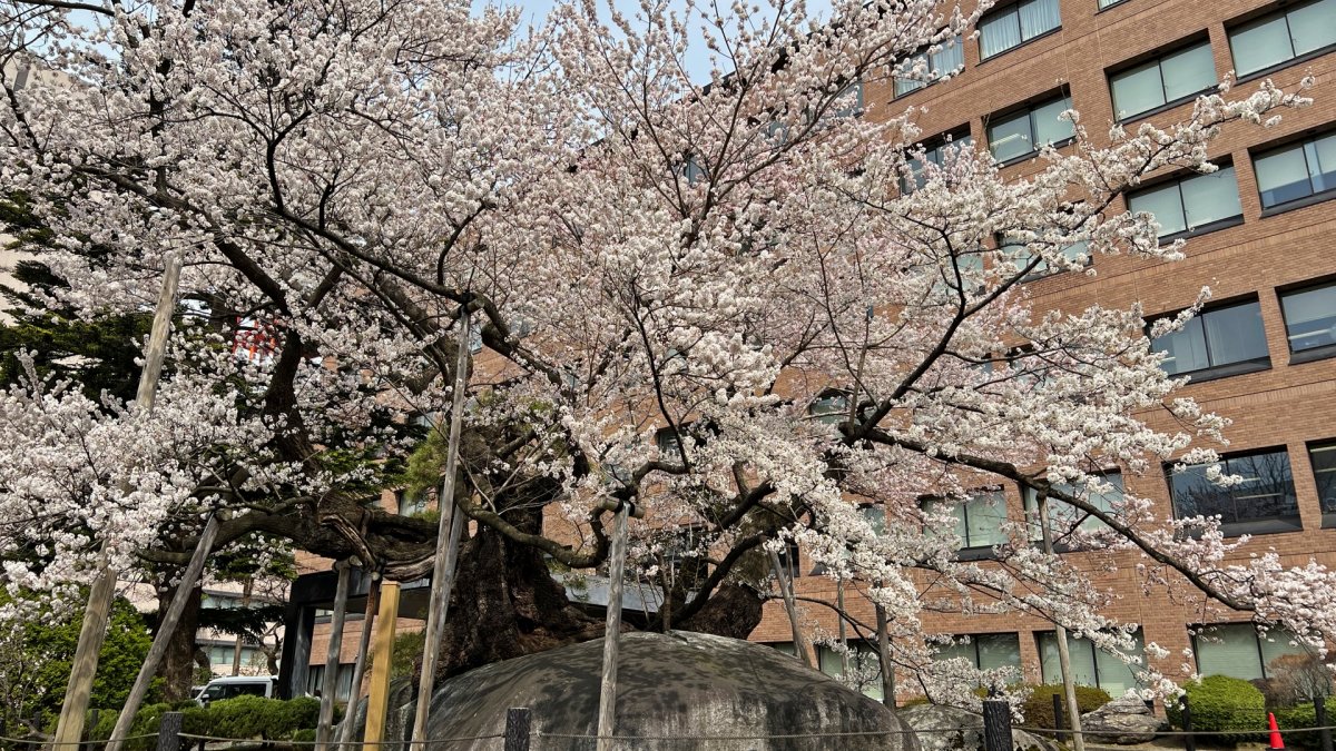 盛岡地方裁判所「石割桜」