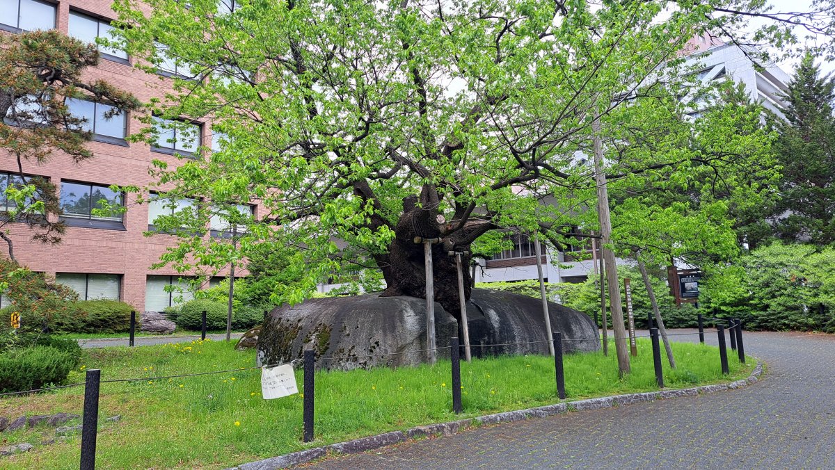 石割桜